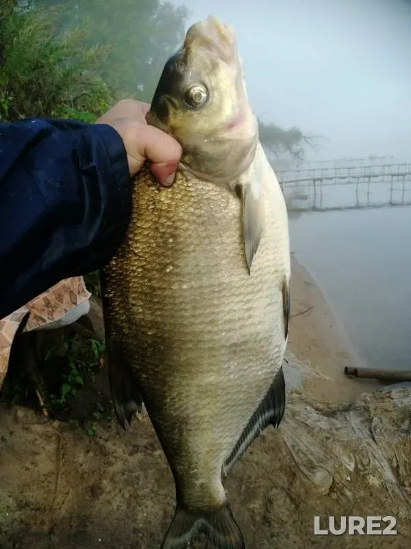 Лещ