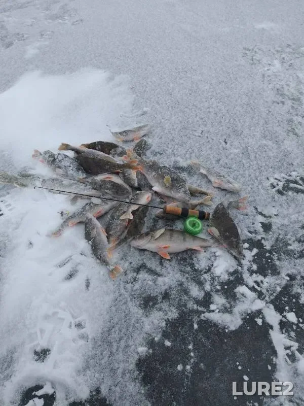 Окунь — Селец, 26 янв. 2019 г.