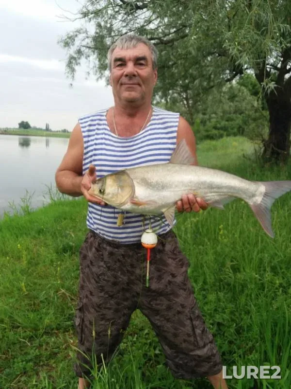 Лещ, Щука