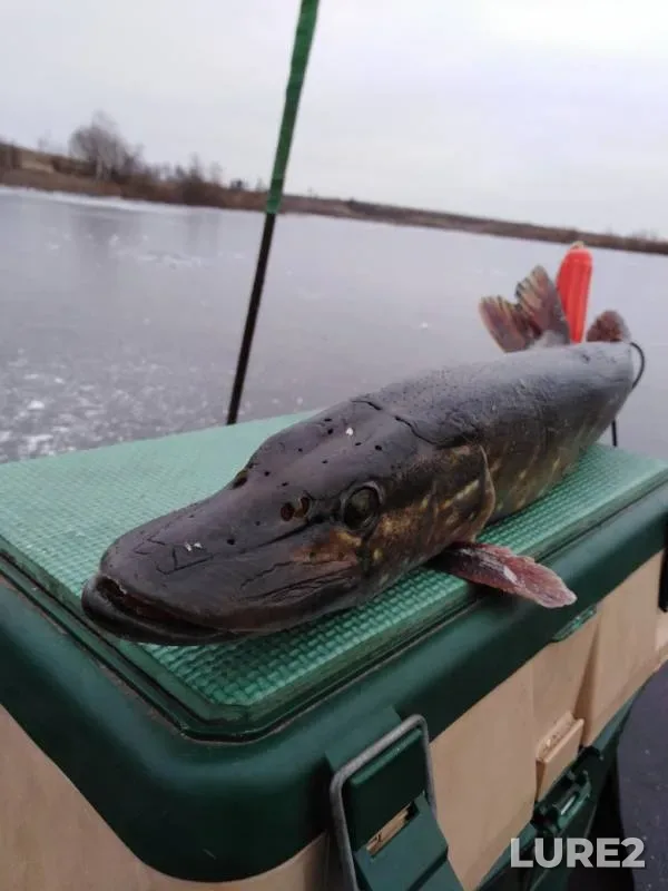Окунь, Щука