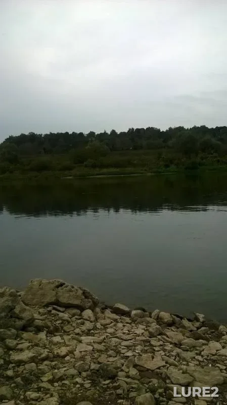 Щука