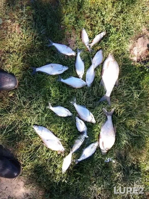 Лещ