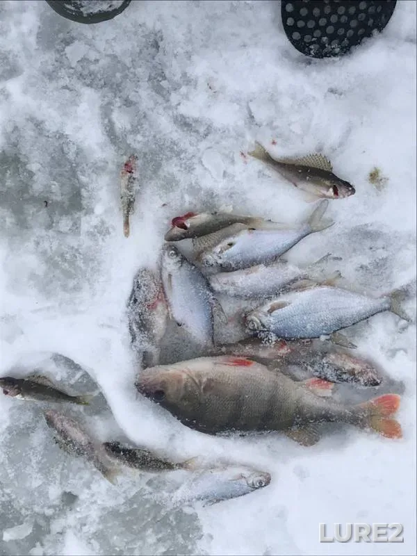 Окунь