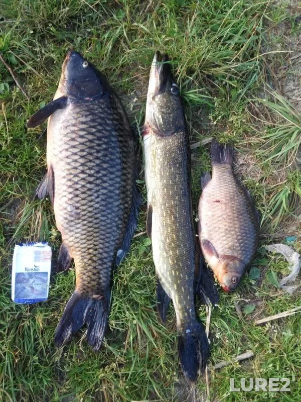 Карп, Карась — Раково, 28 июл. 2018 г.
