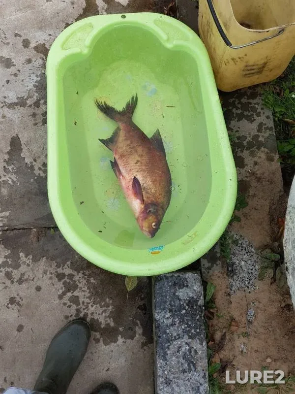 Лещ