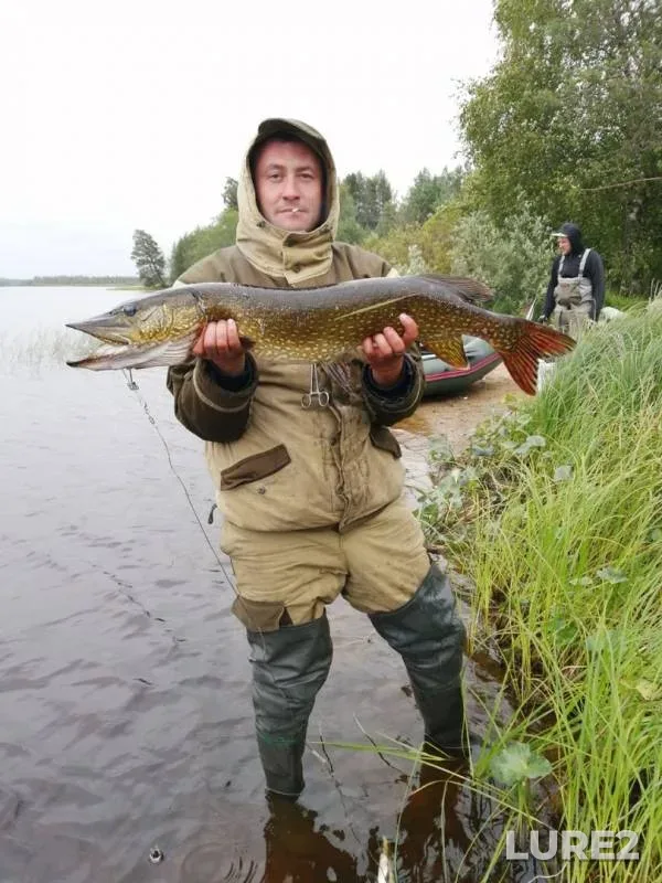 Щука