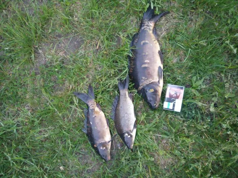 Карп