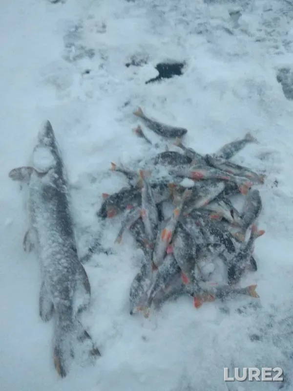 Окунь, Щука — Гать, 16 дек. 2018 г.