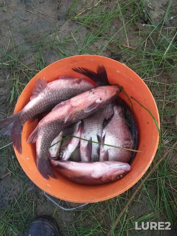 Лещ, Карп — Мышанка, 21 июн. 2018 г.