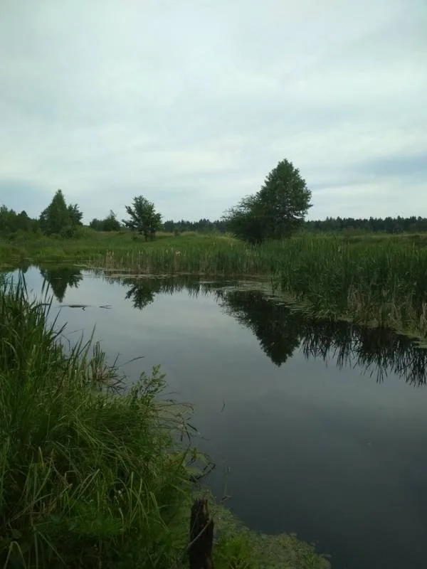 Окунь, Линь