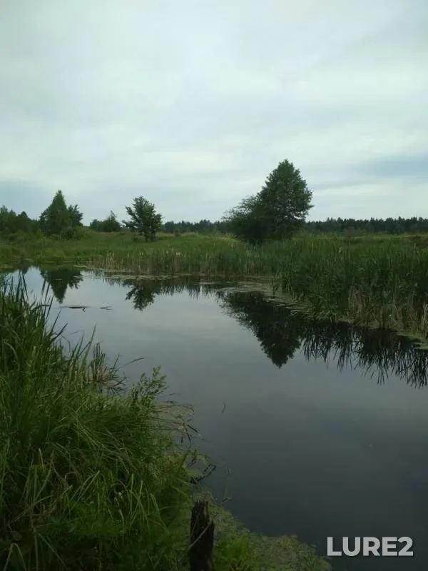 Окунь, Линь — Нетчинское, 02 июн. 2018 г.
