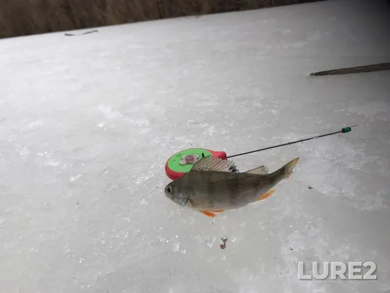 Окунь