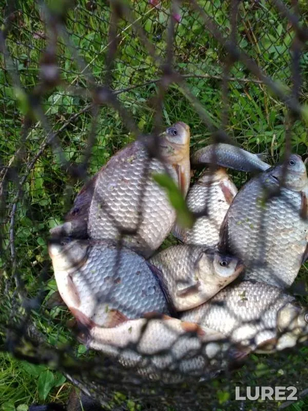 Карась