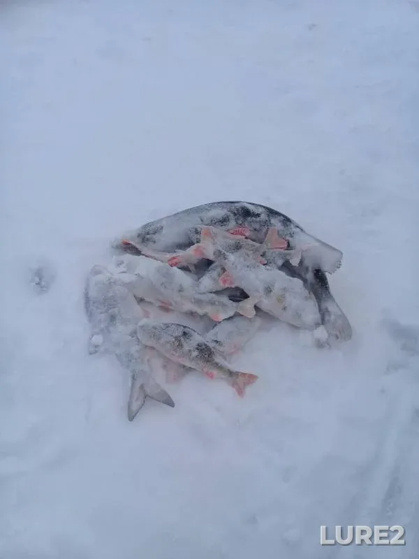 Окунь