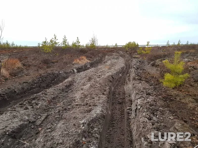 Окунь, Щука