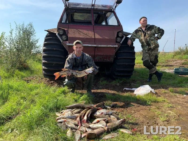 Окунь, Щука
