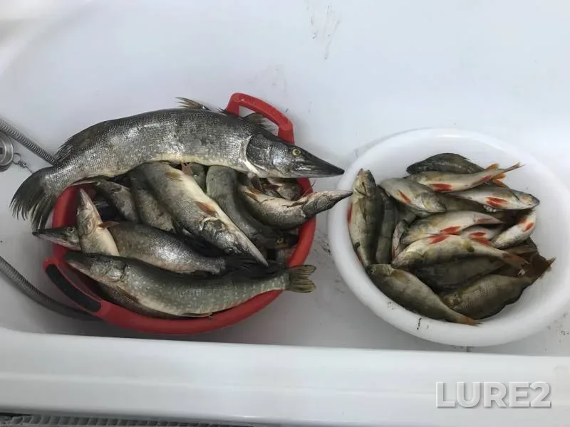 Окунь, Щука