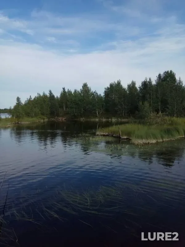 Окунь, Щука