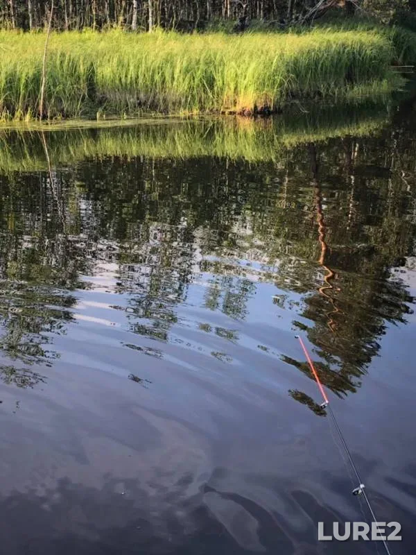 Окунь, Щука