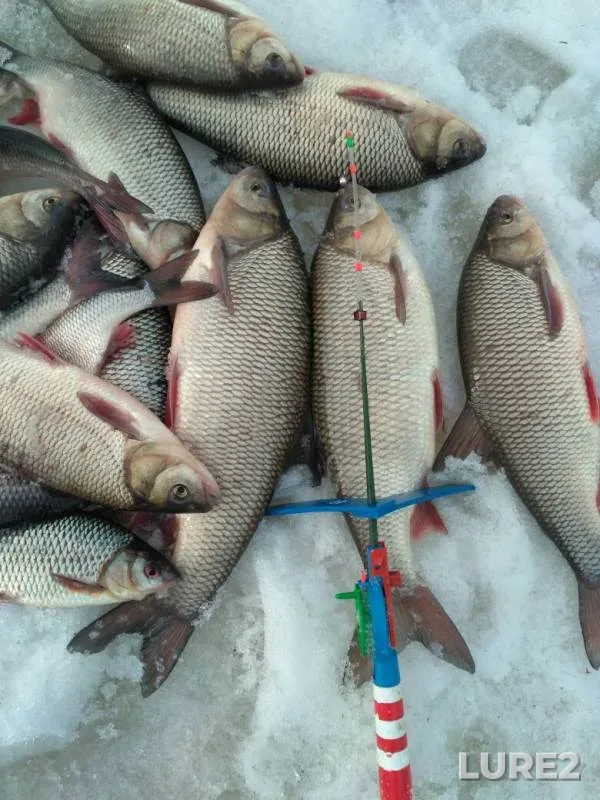 Язь, Плотва