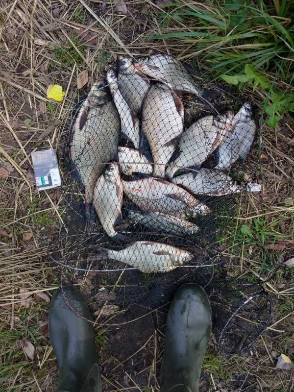 Лещ