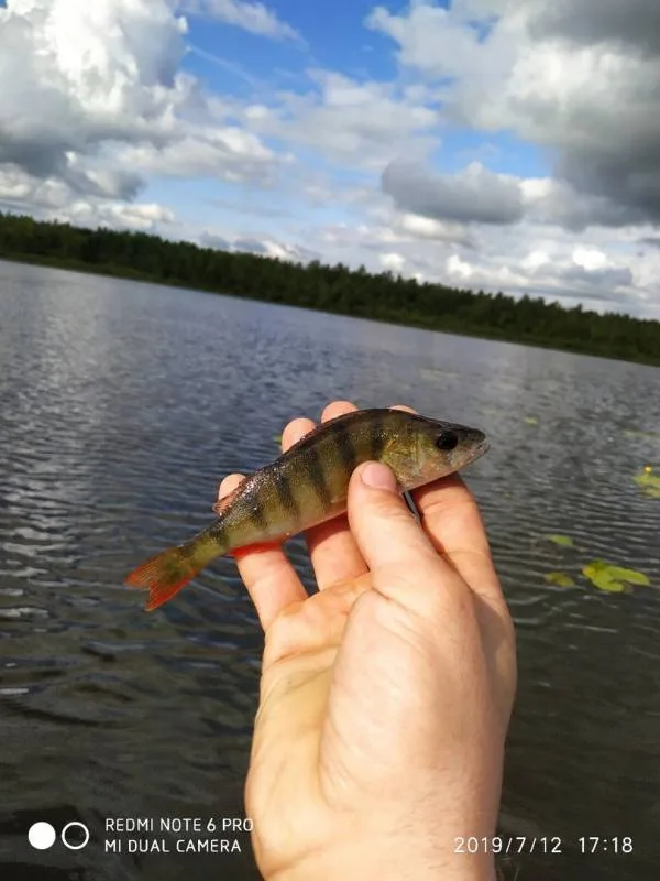 Окунь
