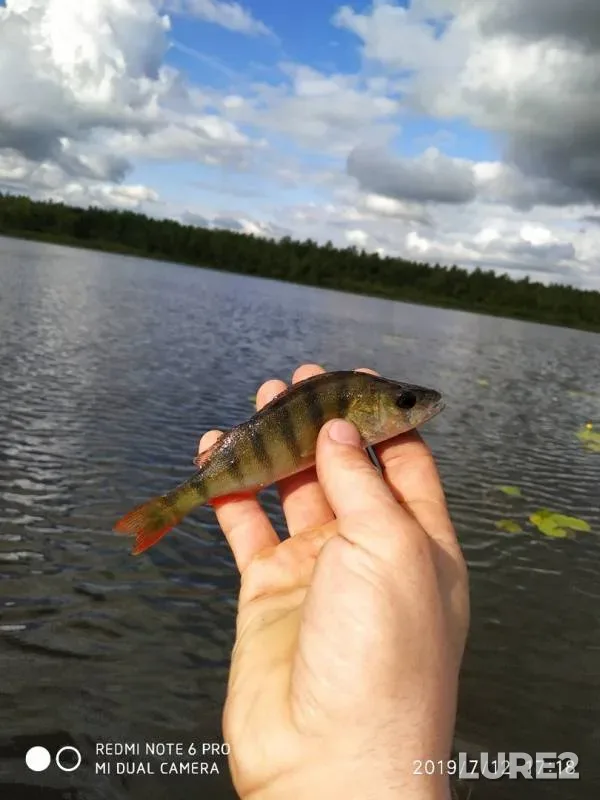 Окунь