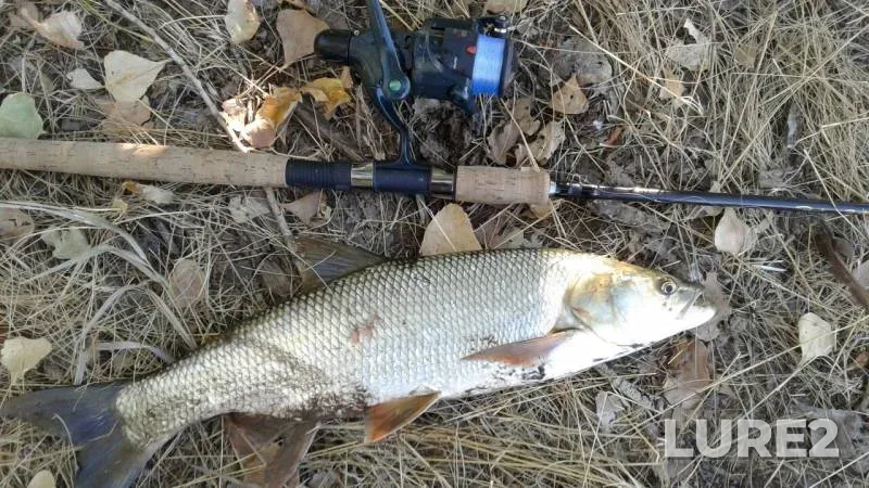 Жерех