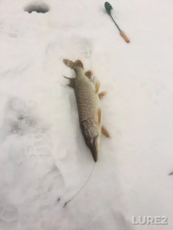 Щука