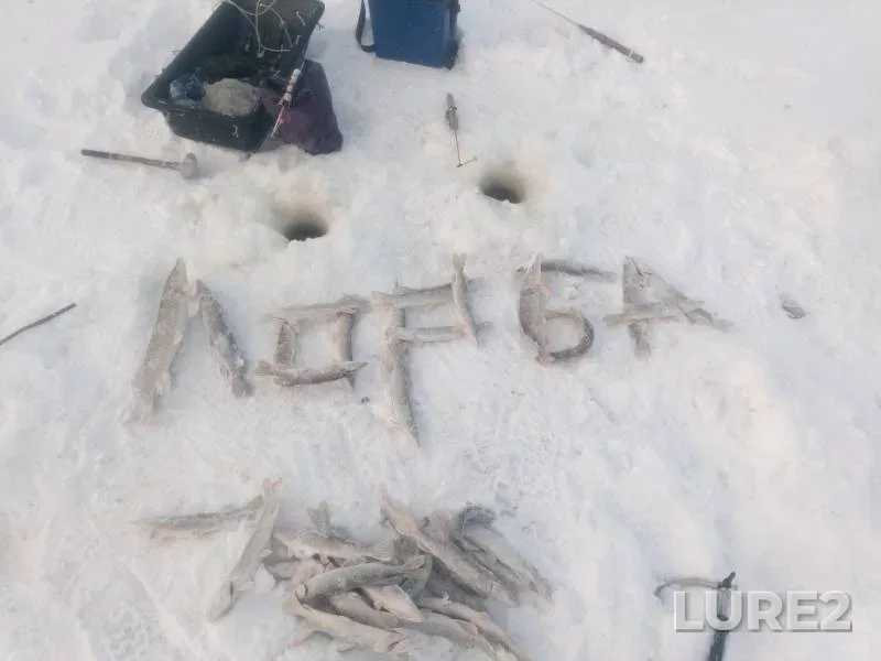 Щука