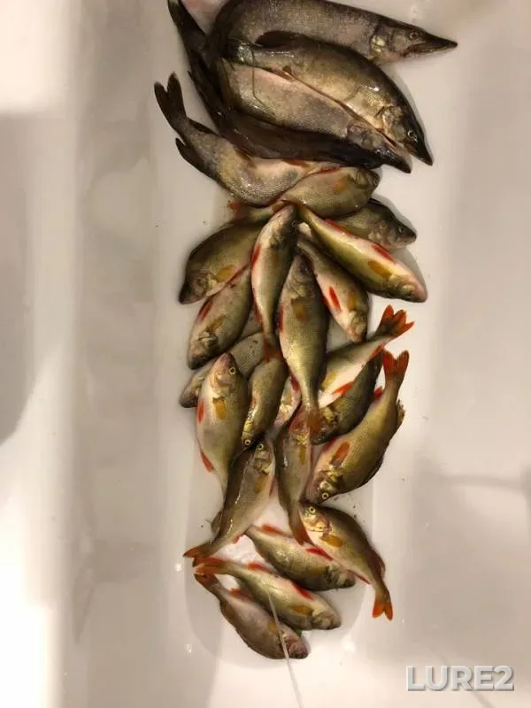 Окунь, Щука
