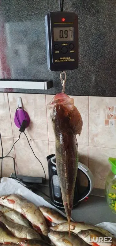 Окунь, Щука