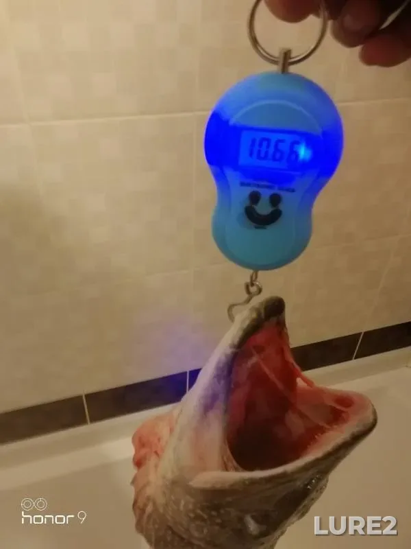 Щука