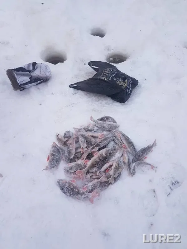 Окунь