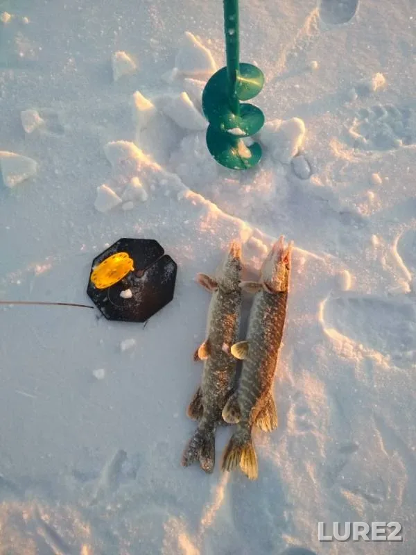 Щука