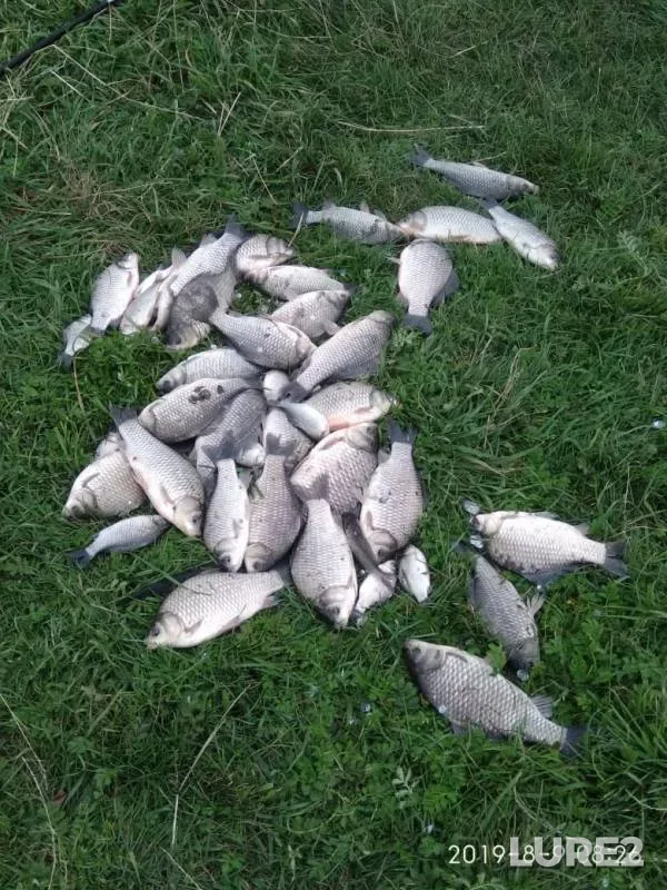 Карась