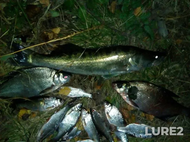 Лещ, Плотва