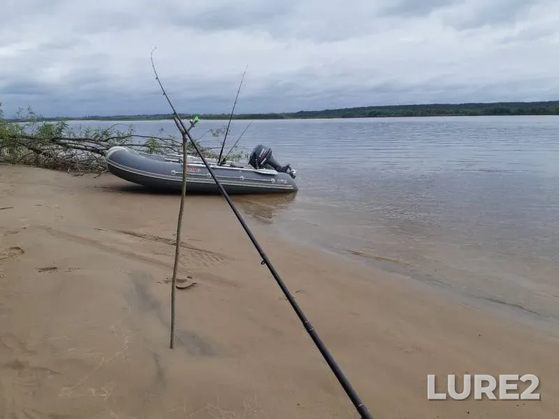 Лещ, Окунь