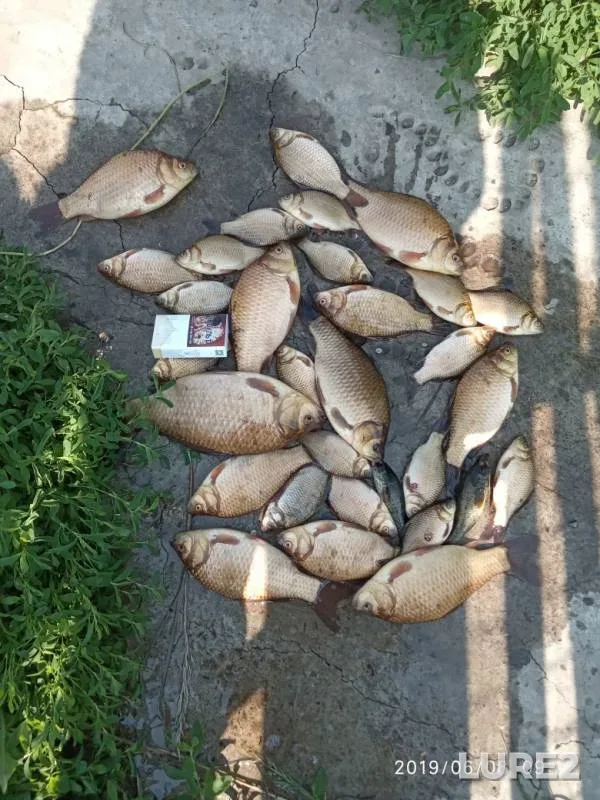 Карась