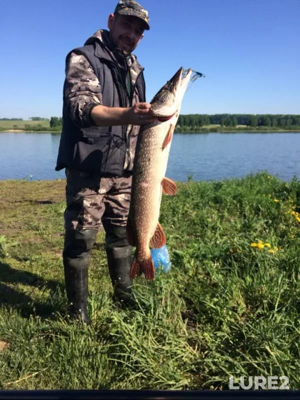 Щука