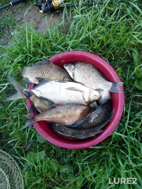 Лещ, Карась