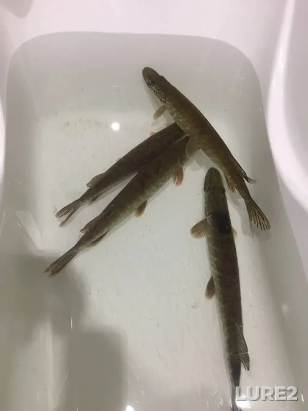 Лещ, Щука