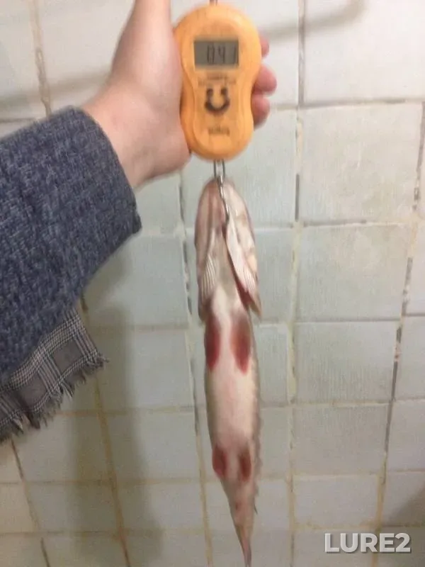 Лещ, Щука