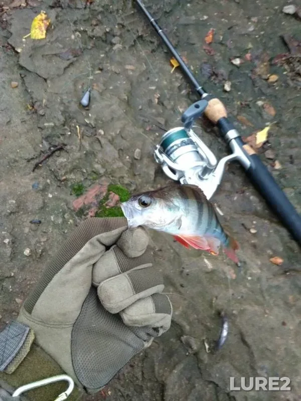 Окунь — Десногорское, 30 окт. 2018 г.