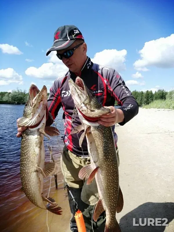 Окунь, Щука