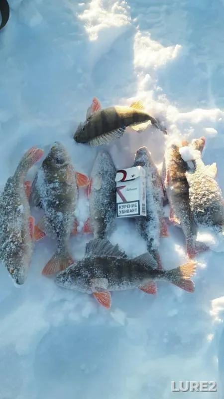 Окунь