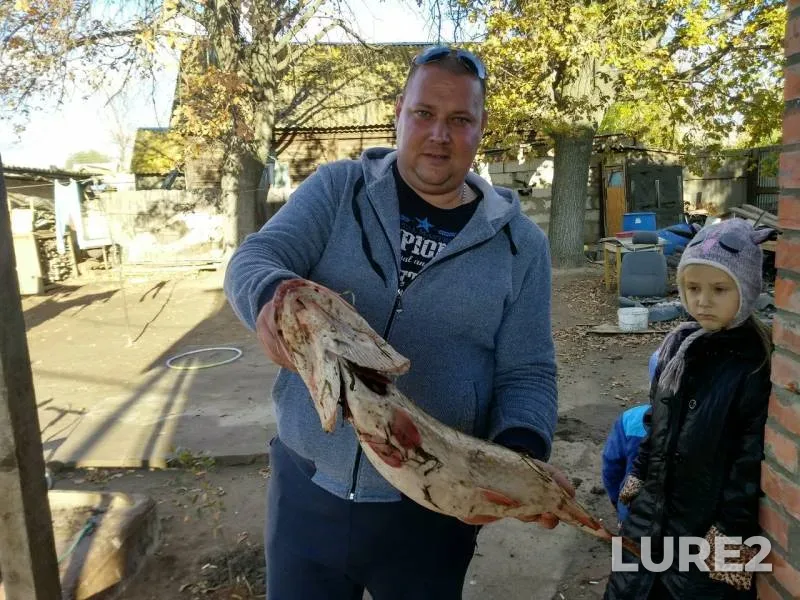 Окунь, Щука