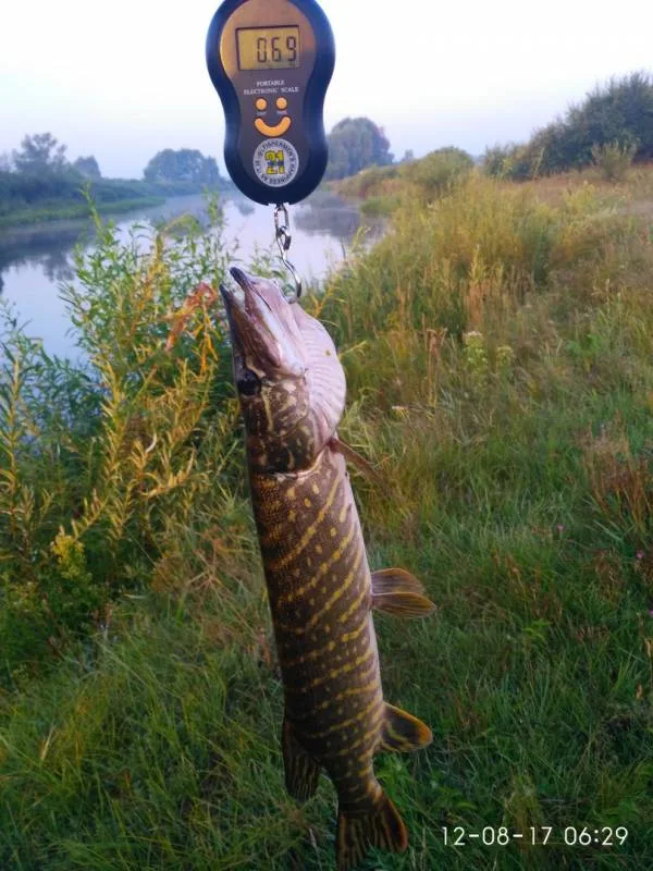 Окунь, Щука