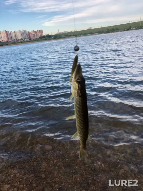 Окунь, Щука