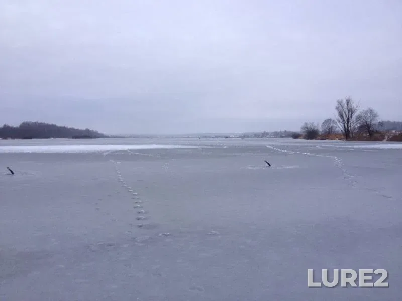Окунь, Щука